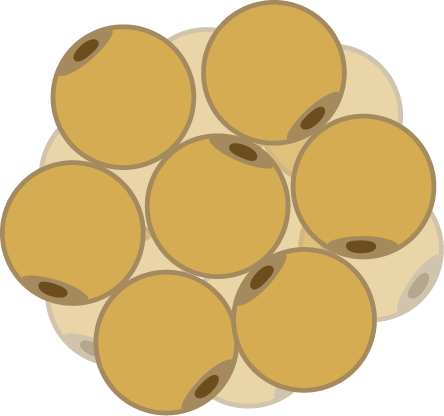 Adipose Brown