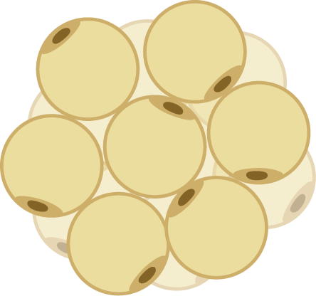 Adipose White