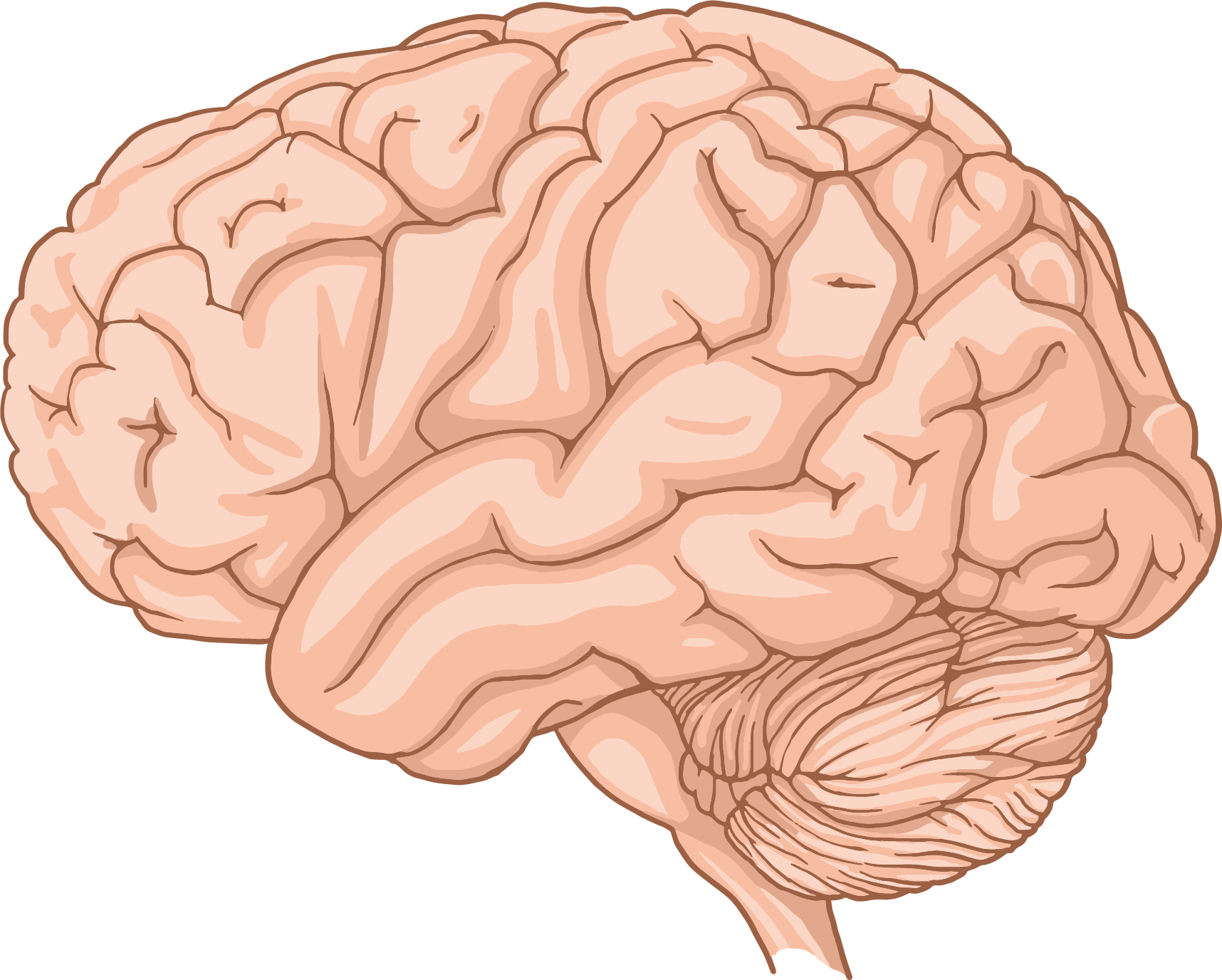 Brain