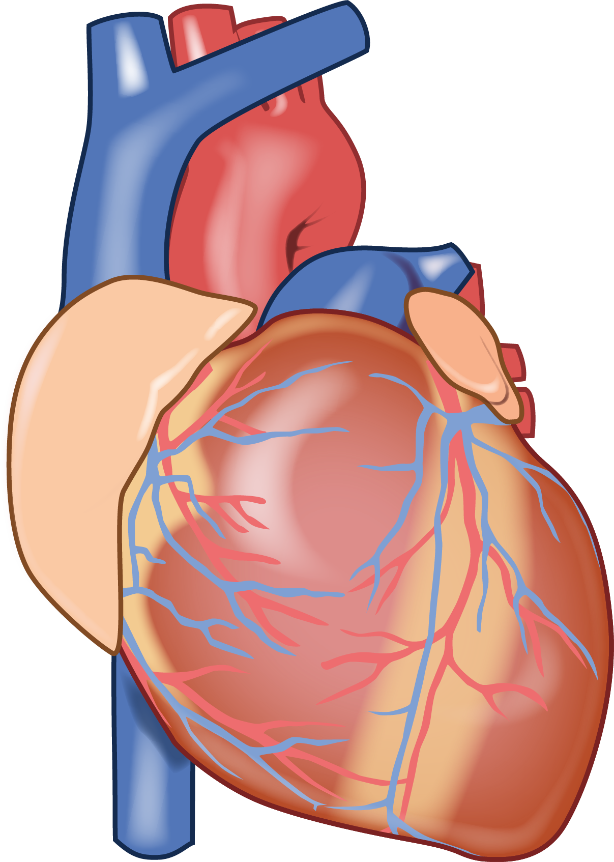 Heart