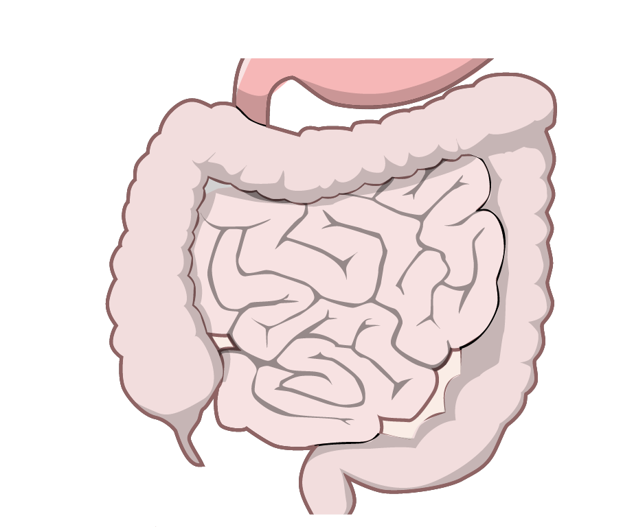 Intestine