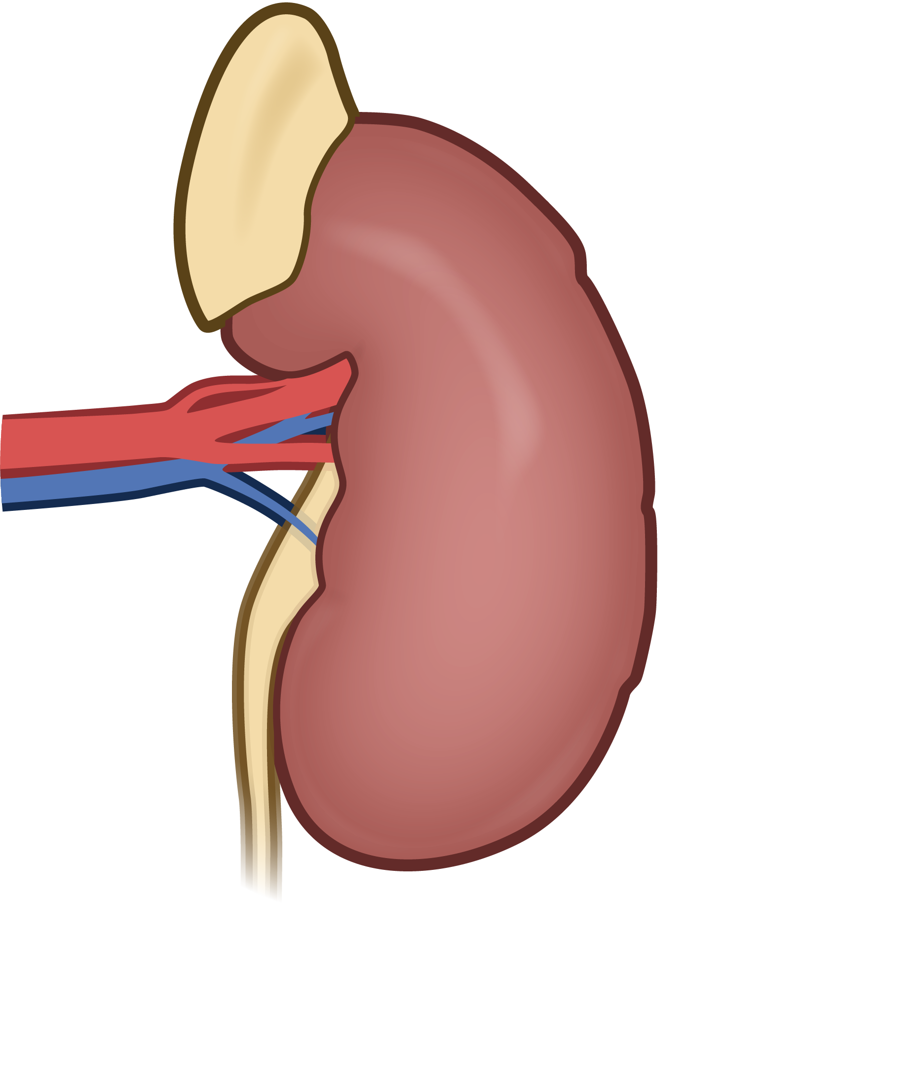 Kidney