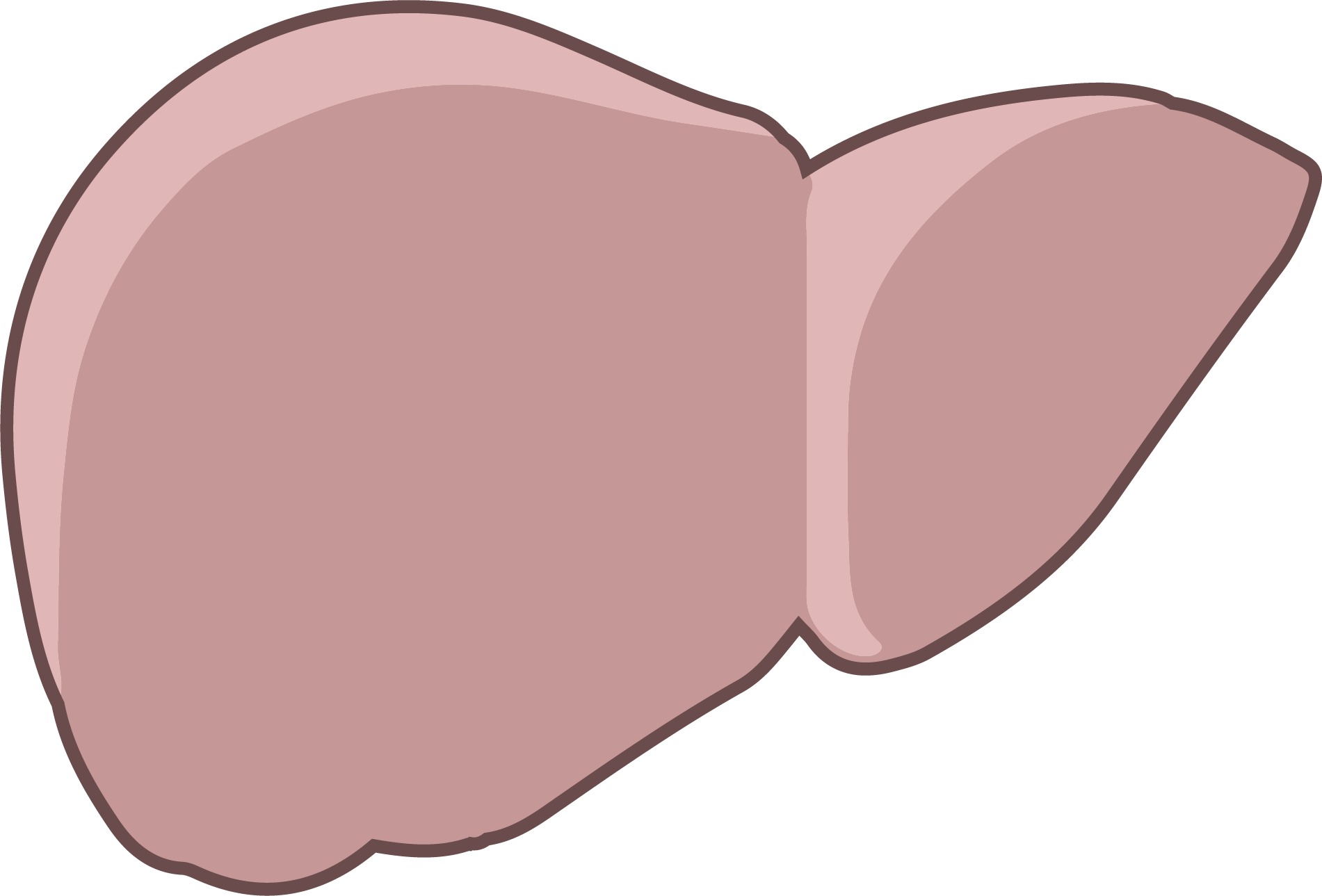 Liver