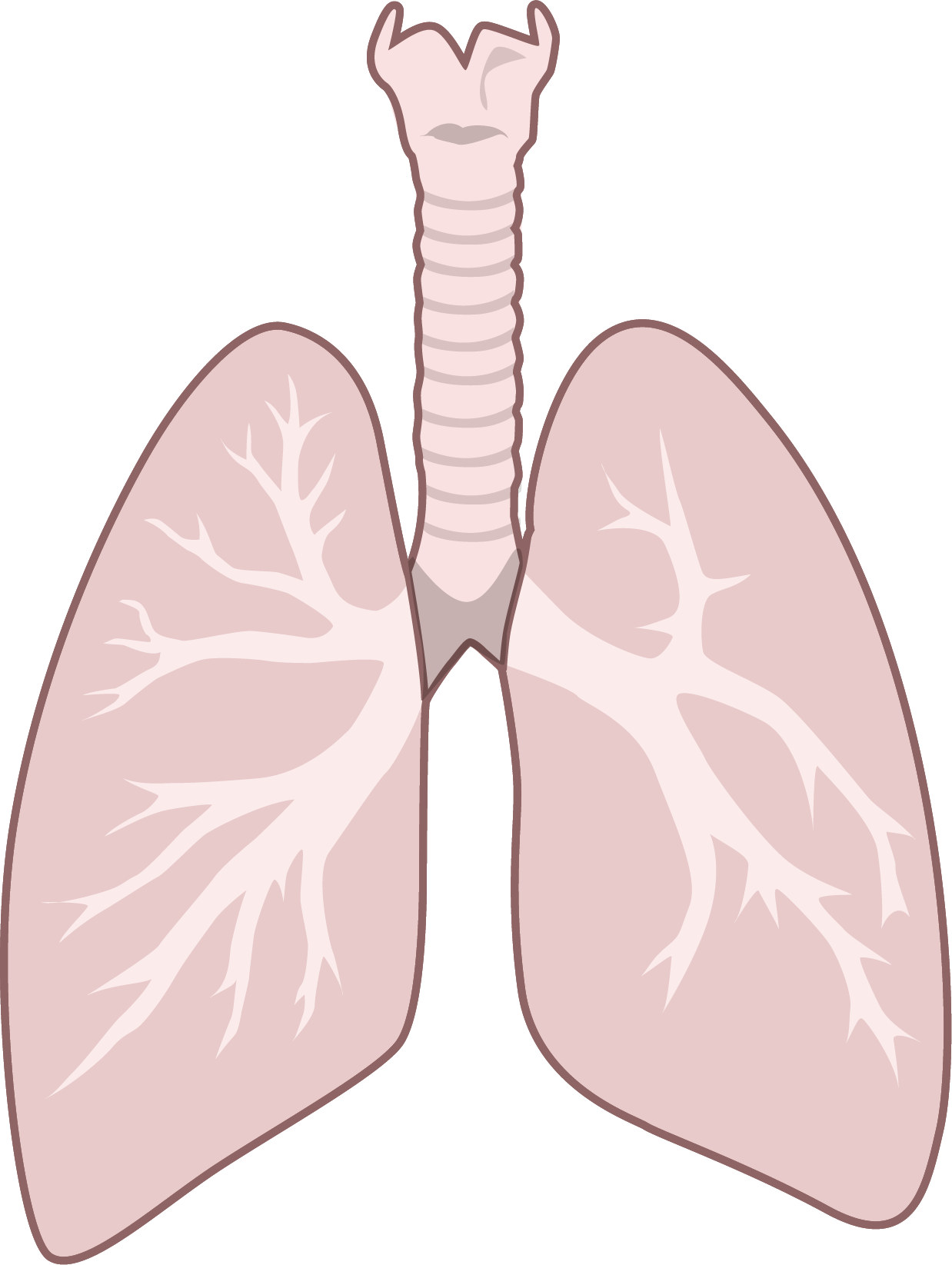 Lung