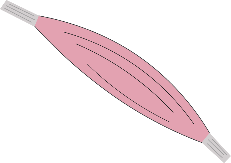 Muscle Glycolytic