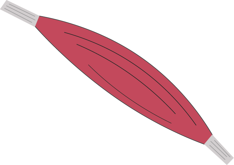 Muscle Oxidative
