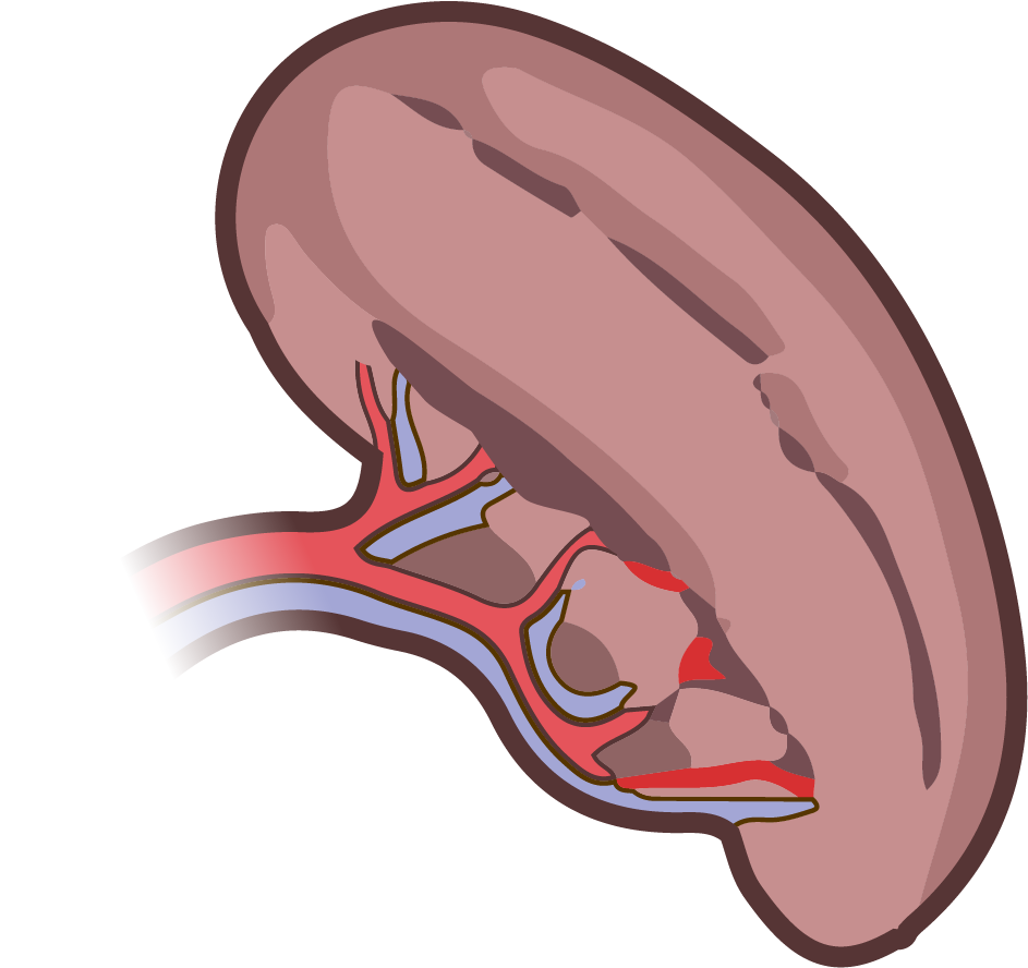 Spleen